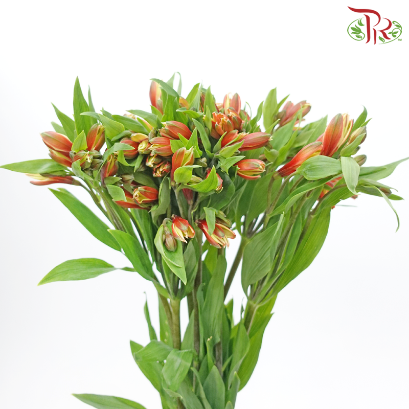 Alstroemeria - Orange Red (10 Stems)-Orange Red-Kenya-prflorist.com.my