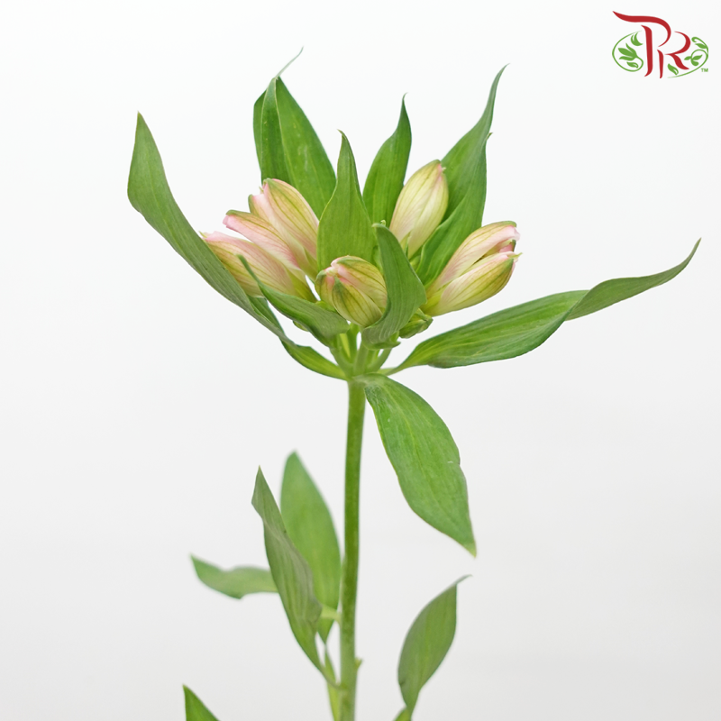 Alstroemeria - Panalpina Pink (10 Stems)-Pink-Kenya-prflorist.com.my