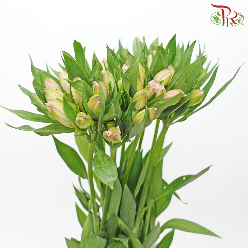 Alstroemeria - Panalpina Pink (10 Stems)-Pink-Kenya-prflorist.com.my