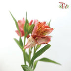 Alstroemeria - Pink (Per Bunch)-Pink-Malaysia-prflorist.com.my