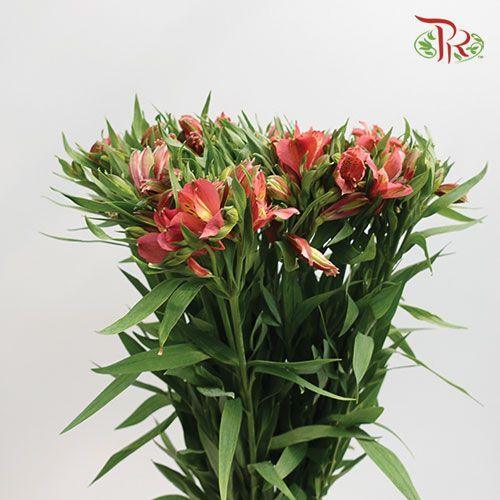 Alstroemeria - Pink (Per Bunch)-Pink-Malaysia-prflorist.com.my