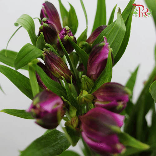 Alstroemeria - Purple (10 Stems)-Purple-Kenya-prflorist.com.my