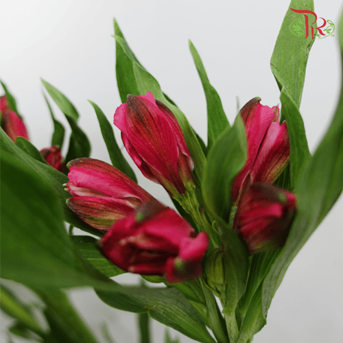 Alstroemeria - Red (10 Stems)-Red-Kenya-prflorist.com.my