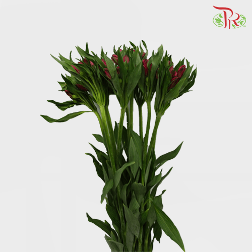 Alstroemeria - Red (10 Stems)-Red-Kenya-prflorist.com.my