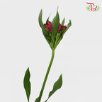 Alstroemeria - Red (10 Stems)-Red-Kenya-prflorist.com.my