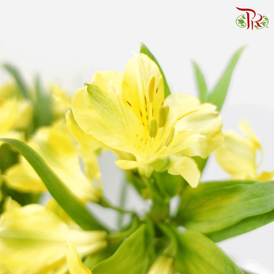 Alstroemeria - Yellow (10 Stems)-Yellow-Kenya-prflorist.com.my