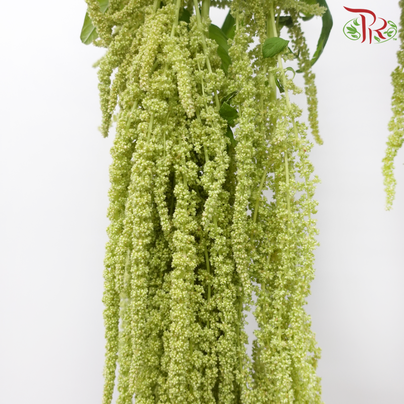 Amaranthus Hanging - Light Green (5 Stems)-Light Green-China-prflorist.com.my