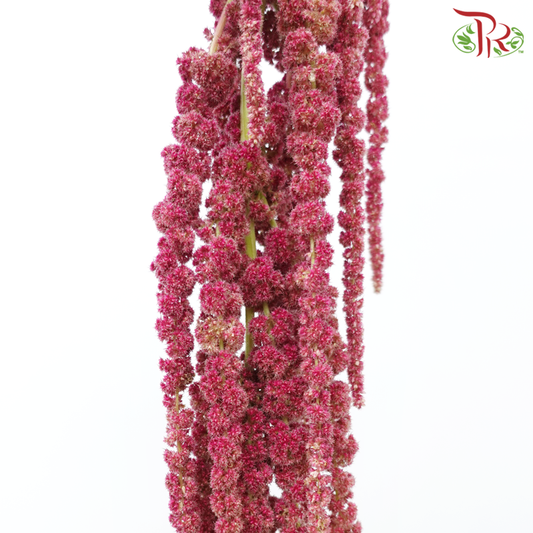 Amaranthus Hanging - Pink (5 Stems)-Pink-China-prflorist.com.my