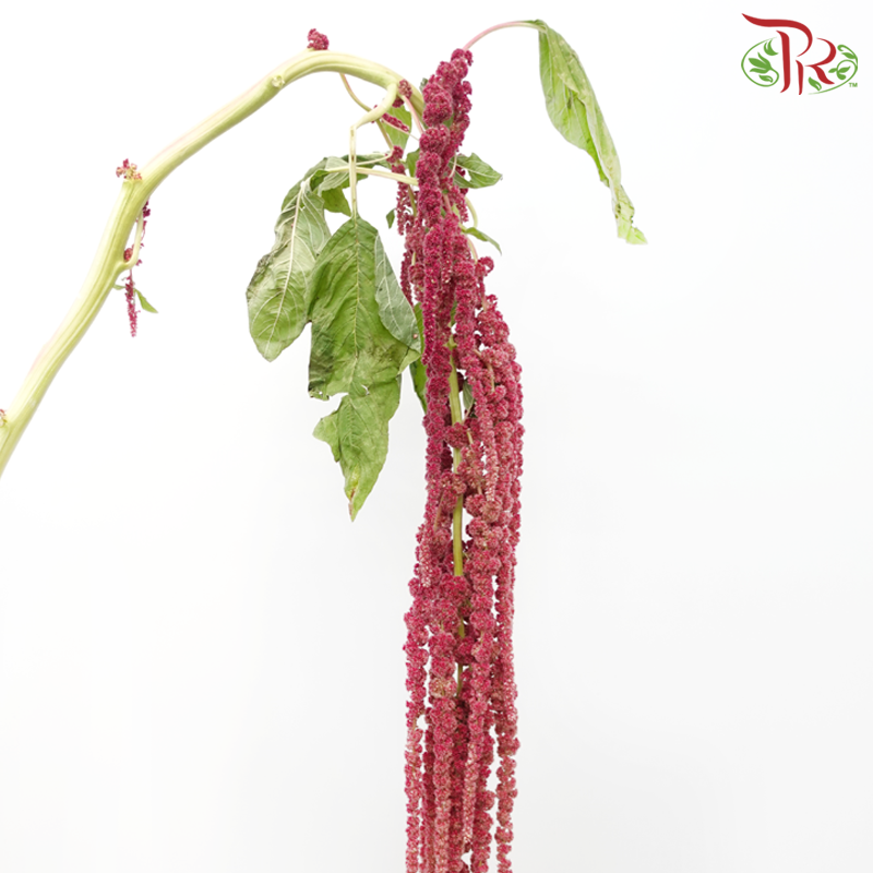 Amaranthus Hanging - Pink (5 Stems)-Pink-China-prflorist.com.my