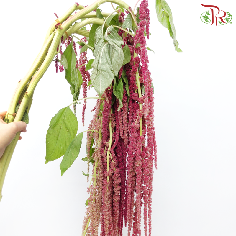 Amaranthus Hanging - Pink (5 Stems)-Pink-China-prflorist.com.my