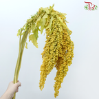 Amaranthus Hanging - Yellow (5 Stems)-Yellow-China-prflorist.com.my