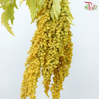 Amaranthus Hanging - Yellow (5 Stems)-Yellow-China-prflorist.com.my