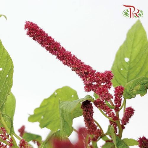 Amaranthus Red Cord - (5 Stems)-Red-Netherland-prflorist.com.my