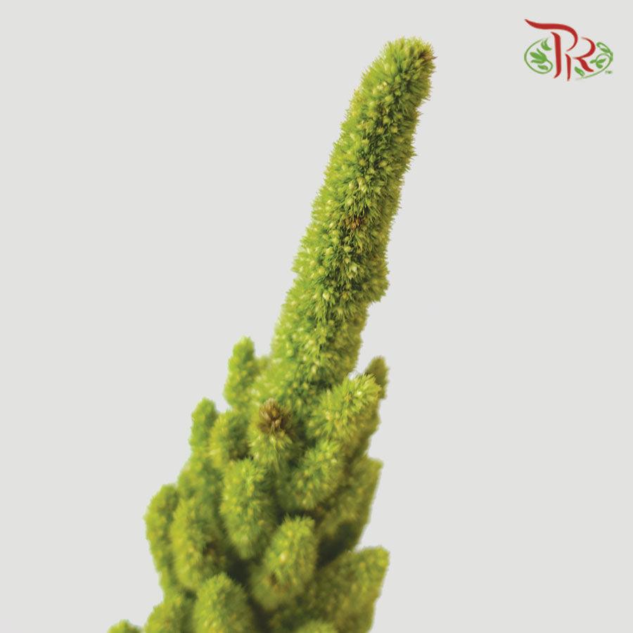 Amaranthus - Straight Green (5 Stems)-Green-Netherland-prflorist.com.my