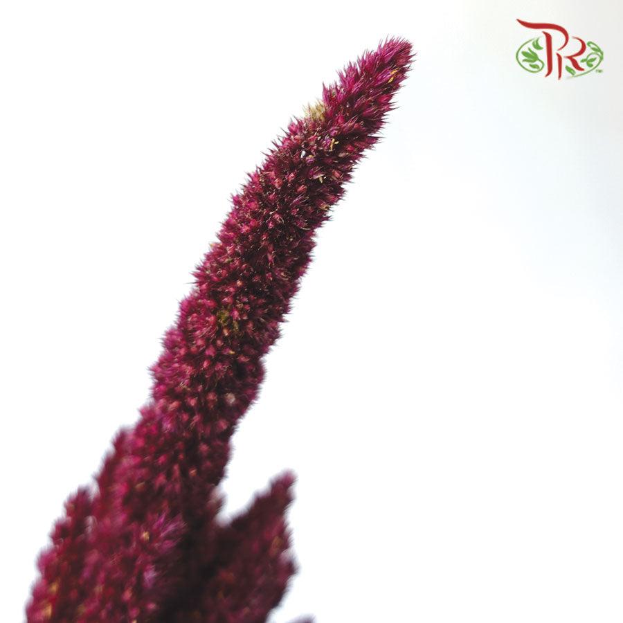 Amaranthus - Straight Red (5 Stems)-Red-China-prflorist.com.my