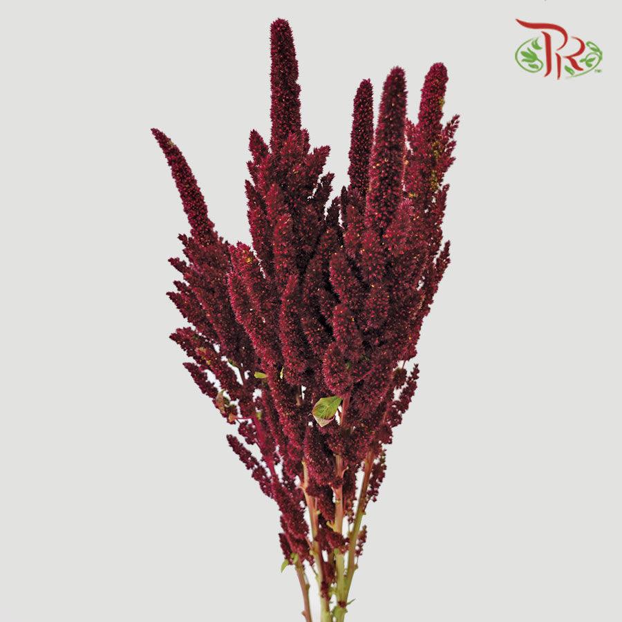 Amaranthus - Straight Red (5 Stems)-Red-China-prflorist.com.my