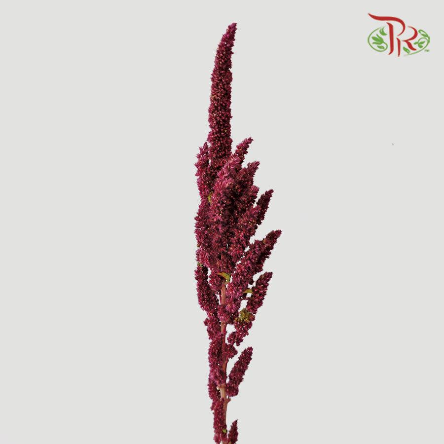 Amaranthus - Straight Red (5 Stems)-Red-China-prflorist.com.my