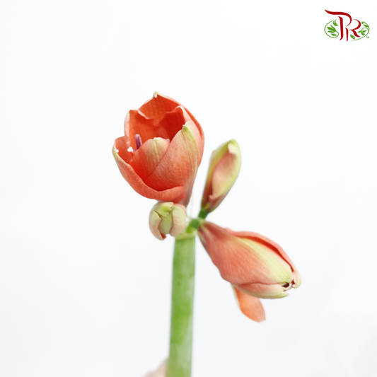Amaryllis Rapido - Red (Per Stem)-Red-Netherland-prflorist.com.my