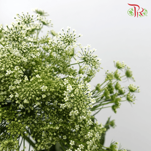 Ammi Majus - White (10 Stems)-White-China-prflorist.com.my