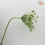 Ammi Majus - White (10 Stems)-White-China-prflorist.com.my