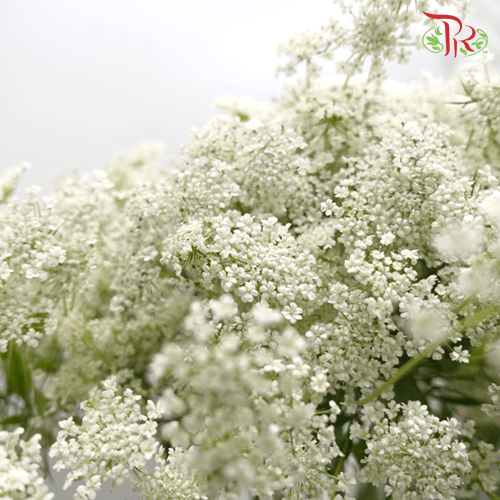 Ammi Majus - White (5 Stems)-White-Japan-prflorist.com.my