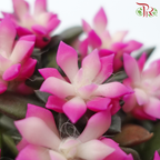 Anacampseros Rufescens P90《吹雪之松-多肉》