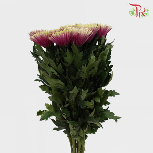 Anastasia / Net Mum Chrysanthemum - Chispa Purple (12 Stems)-Purple-Malaysia-prflorist.com.my