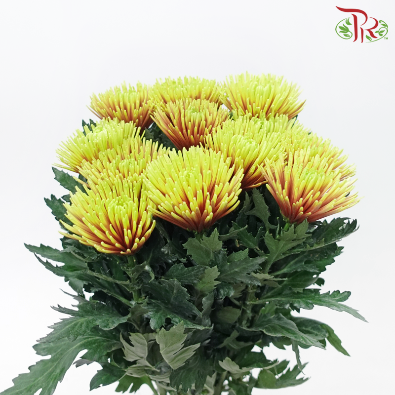 Anastasia / Net Mum Chrysanthemum - Chispa Red (12 Stems)-Red-Malaysia-prflorist.com.my