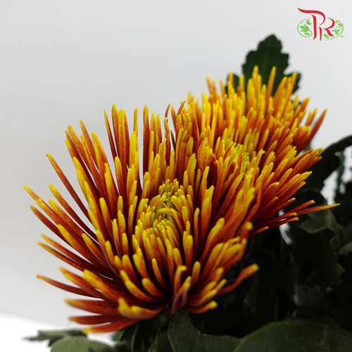 Anastasia / Net Mum Chrysanthemum - Chispa Red (12 Stems)-Red-Malaysia-prflorist.com.my