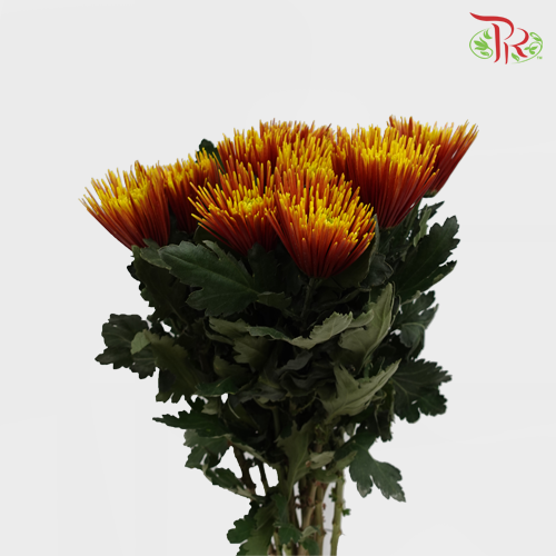 Anastasia / Net Mum Chrysanthemum - Chispa Red (12 Stems)-Red-Malaysia-prflorist.com.my