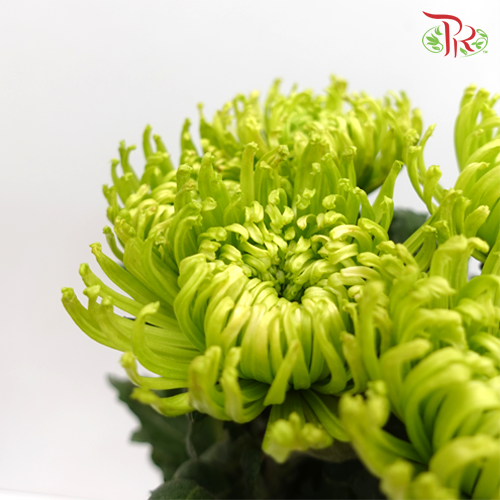 Anastasia / Net Mum Chrysanthemum - Dark Green (12 Stems)-Green-Malaysia-prflorist.com.my