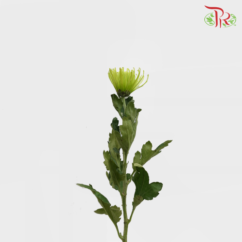 Anastasia / Net Mum Chrysanthemum - Dark Green (12 Stems)-Green-Malaysia-prflorist.com.my