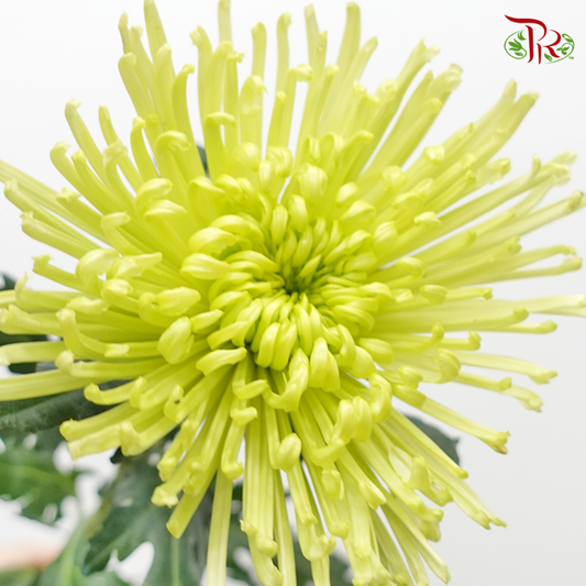 Anastasia / Net Mum Chrysanthemum - Light Green (12 Stems)-Light Green-Malaysia-prflorist.com.my