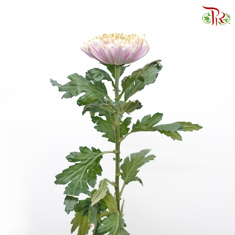 Anastasia / Net Mum Chrysanthemum - Light Green & Purple (12 Stems)-Light Green & Purple-Malaysia-prflorist.com.my