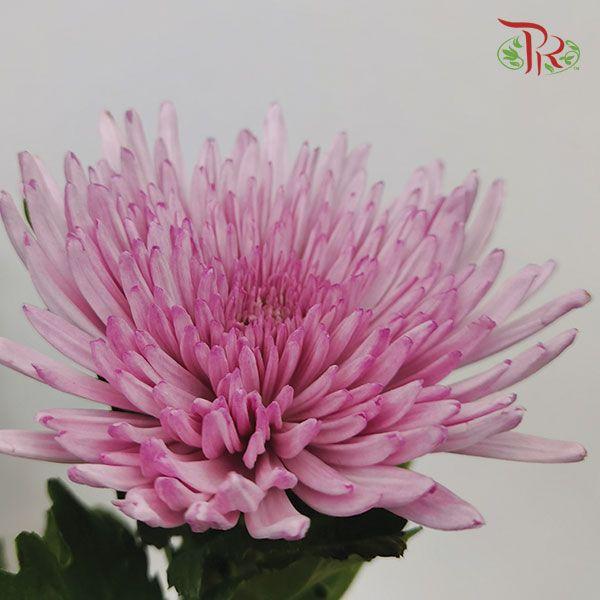 Anastasia / Net Mum Chrysanthemum - Lilac (12 Stems)-Lilac-Malaysia-prflorist.com.my