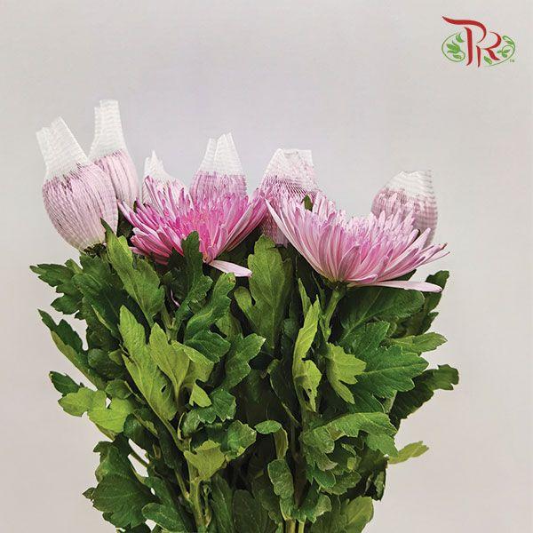 Anastasia / Net Mum Chrysanthemum - Lilac (12 Stems)-Lilac-Malaysia-prflorist.com.my