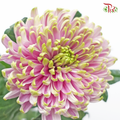Anastasia / Net Mum Chrysanthemum - Rossano Charlotte (12 Stems)-Light Green & Purple-Malaysia-prflorist.com.my
