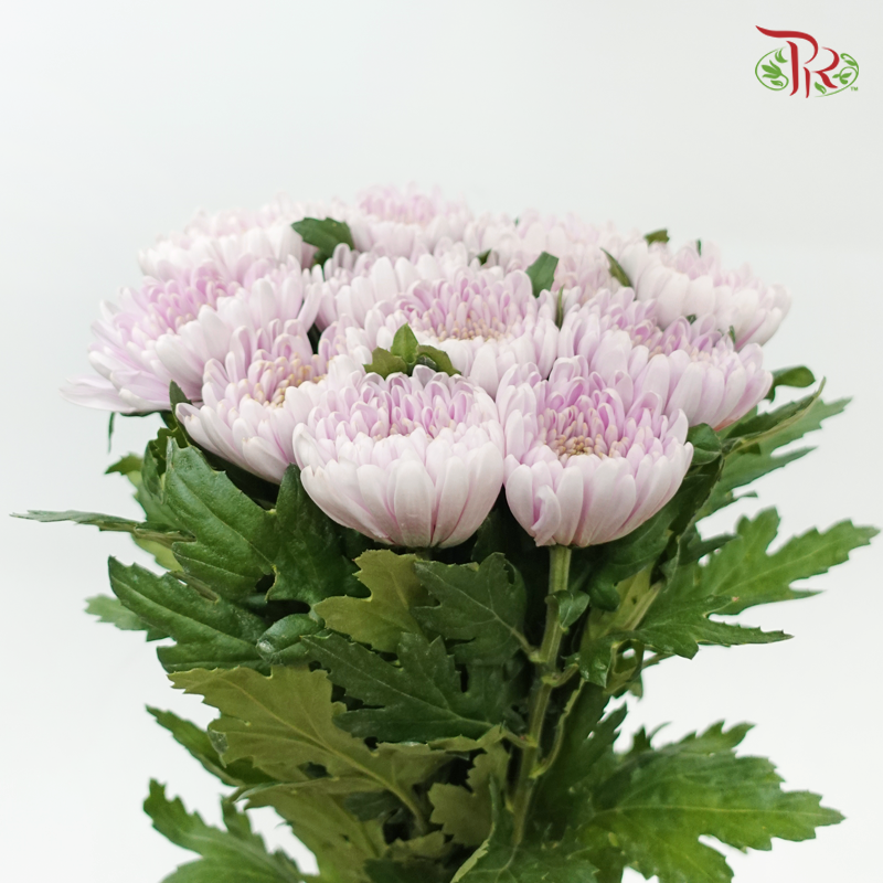 Anastasia / Net Mum Chrysanthemum - Rossano Pastel Purple (12 Stems)-Pastel Purple-Malaysia-prflorist.com.my