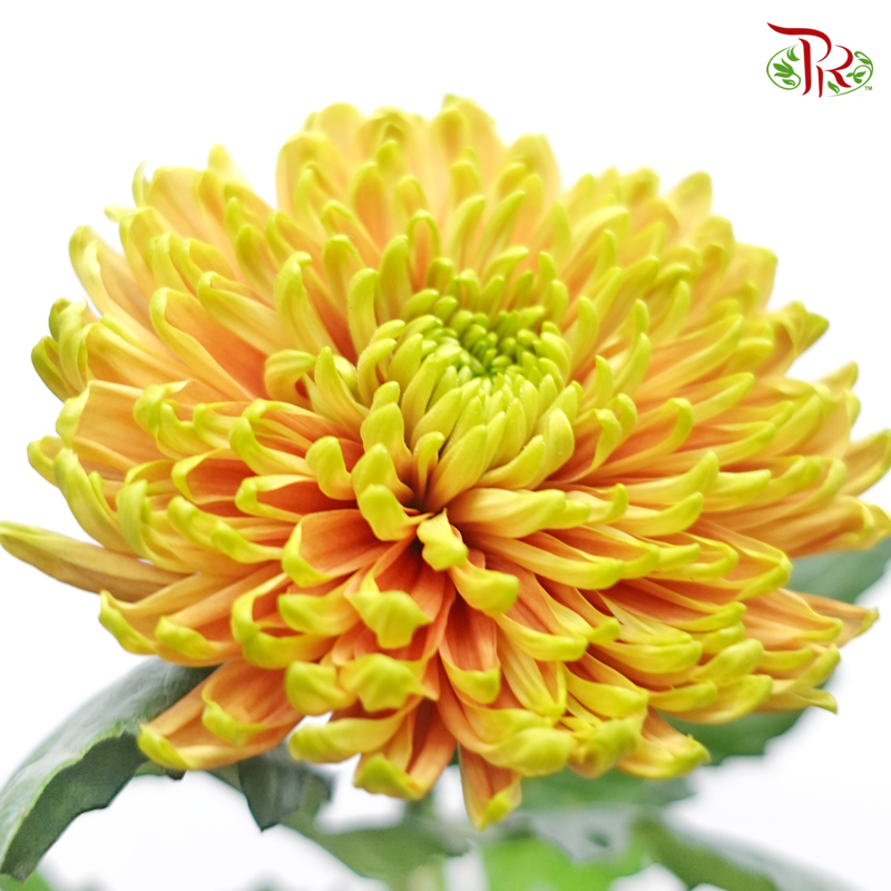 Anastasia / Net Mum Chrysanthemum - Tropicana Yellow (12 Stems)-Yellow-Malaysia-prflorist.com.my