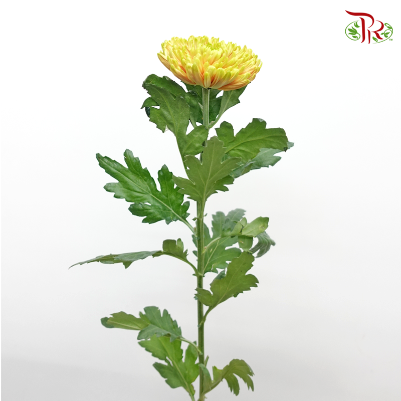 Anastasia / Net Mum Chrysanthemum - Tropicana Yellow (12 Stems)-Yellow-Malaysia-prflorist.com.my