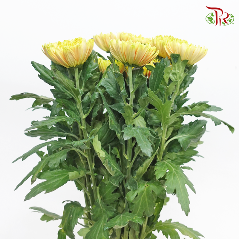 Anastasia / Net Mum Chrysanthemum - Tropicana Yellow (12 Stems)-Yellow-Malaysia-prflorist.com.my