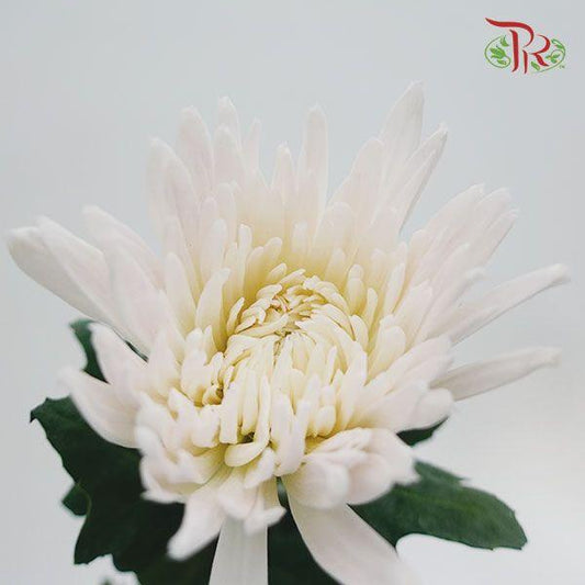 Anastasia / Net Mum Chrysanthemum - White (12 Stems)-White-Malaysia-prflorist.com.my