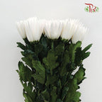 Anastasia / Net Mum Chrysanthemum - White (12 Stems)-White-Malaysia-prflorist.com.my