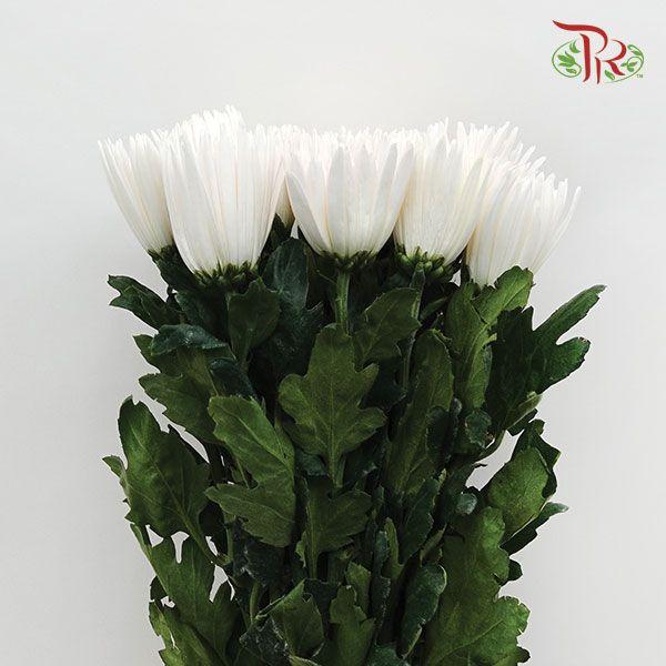 Anastasia / Net Mum Chrysanthemum - White (12 Stems)-White-Malaysia-prflorist.com.my