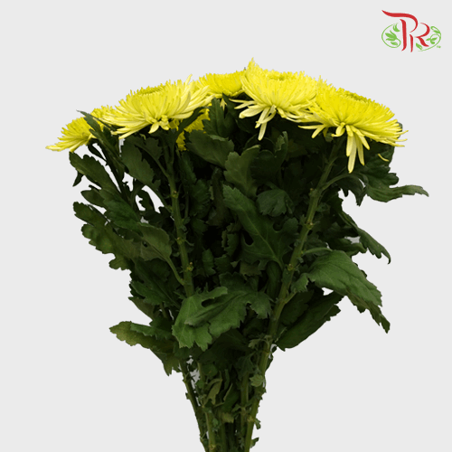 Anastasia / Net Mum Chrysanthemum - Yellow (12 Stems)-Yellow-Malaysia-prflorist.com.my