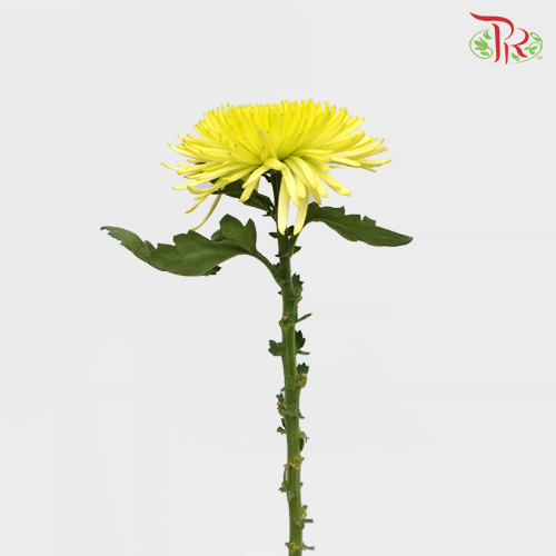 Anastasia / Net Mum Chrysanthemum - Yellow (12 Stems)-Yellow-Malaysia-prflorist.com.my