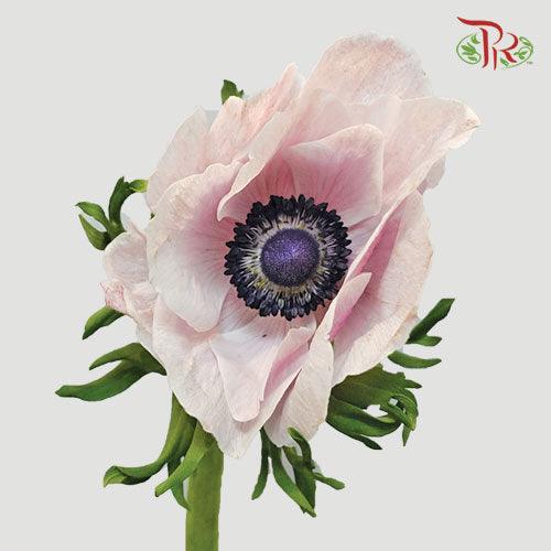 Anemone Hupehensis - Light Pink (5 stems)-Pink-Import-prflorist.com.my