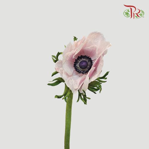 Anemone Hupehensis - Light Pink (5 stems)-Pink-Import-prflorist.com.my