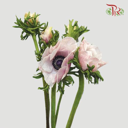 Anemone Hupehensis - Light Pink (5 stems)-Pink-Import-prflorist.com.my