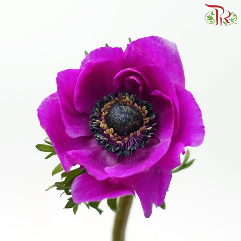 Anemone Hupehensis - Mardi Gras (Per Bunch) ***FRAGILE-Purple-China-prflorist.com.my